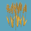Natural Golden Wheat Ears with Green Leaves on Blue Background