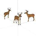 Realistic Three Stag Deer Full Body Standing With Antlers On White Background