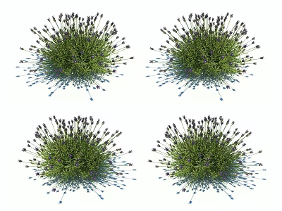 Lavender Bushes With Purple Flowers And Green Leaves In Garden Setting 3d model