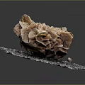 Orange Brown Coral Aquatic Animal Display on Gray Natural Base Surface