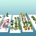 Various Arbor Varieties With Different Colored Foliage Arranged On White Platforms 3d model