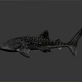 Whale Shark With Spotted Body Streamlined Shape Dorsal Fin And Tail Fin