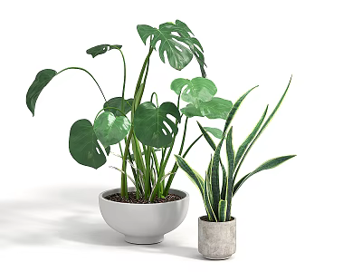 Potted Monstera and Snake Plants with Green Leaves in White Bowl and Gray Concrete Pots 3d model