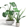 Potted Monstera and Snake Plants with Green Leaves in White Bowl and Gray Concrete Pots