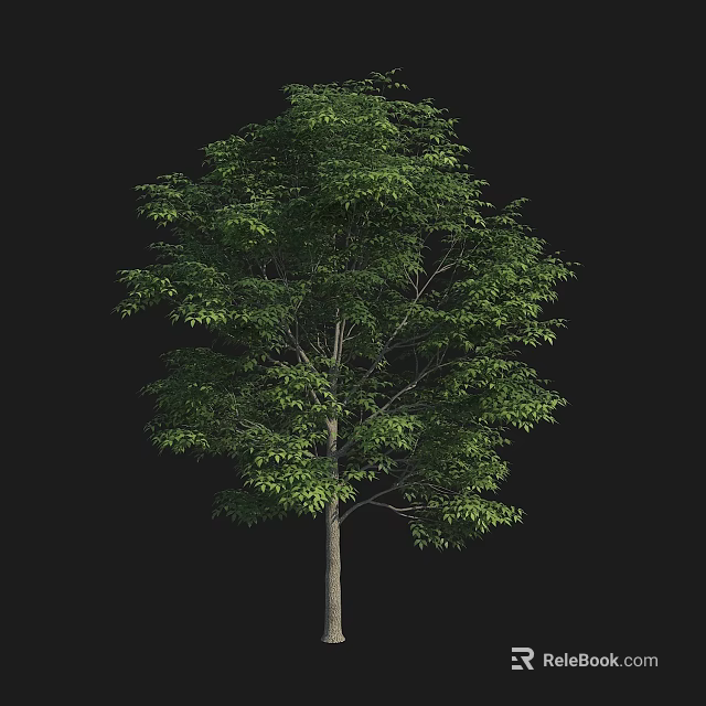 Tall Arbor Tree With Lush Green Leaves And Strong Trunk Structure 3d model 