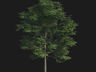 Tall Arbor Tree With Lush Green Leaves And Strong Trunk Structure 3d model