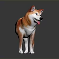 Orange And White Shiba Inu Dog Standing With Tongue Out On Black Background