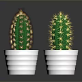 Green Cacti Plants In White Ribbed Pots On Dark Background