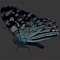 Stunning Blue And White Patterned Butterfly With Vibrant Detailed Wings 3d model