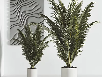 Indoor Potted Palm Plants In White Pots With Modern Wall Decor 3d model