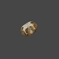 Detailed Close Up View Of Avian Skull With Natural Bone Structure