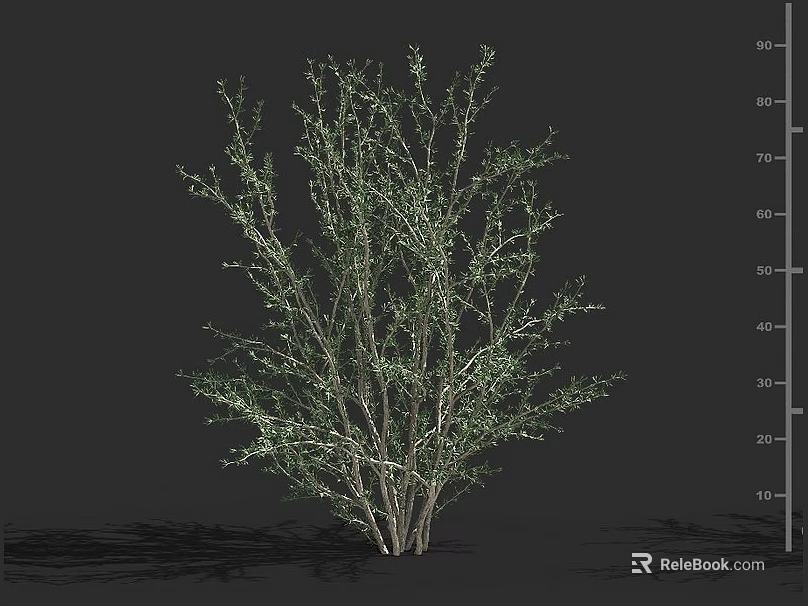 Lush Green Shrub With Multiple Stems On Dark Background And Height Scale 3d model
