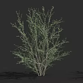 Lush Green Shrub With Multiple Stems On Dark Background And Height Scale 3d model