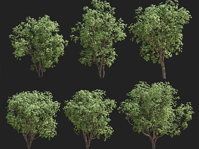 Six Lush Green Arbors Featuring Varied Growth Patterns Dense Branches And Vibrant Foliage 3d model