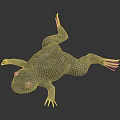 3D Rendered Greenish Yellow Frog With Mossy Texture And Reflection On Dark Smooth Surface