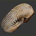 Ammonite Fossil With Spiral Texture And Yellowish White Shell On Dark Background