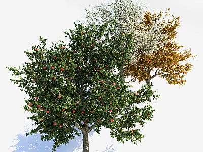 Three Arbor Trees With Green Leaves Red Fruits White Blossoms And Orange Yellow Leaves 3d model