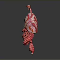 Human Organs And Hair Anatomy 3D Model With Pink Red Structure And Dark Background