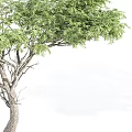 Two Acacia Trees As Garden Ornamental Plants For Outdoor Landscape Design