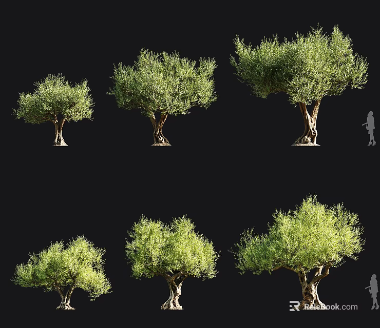 Olive Trees in Various Sizes with Silhouette Figure for Scale Reference 3d model 