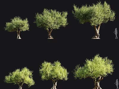 Olive Trees in Various Sizes with Silhouette Figure for Scale Reference 3d model