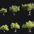 Olive Trees in Various Sizes with Silhouette Figure for Scale Reference 3d model