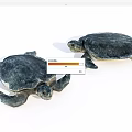 Two Marine Turtles With Dark Shells And Flippers In Ocean Habitat