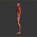 Anatomical 3D Human Musculature Model Showing Detailed Limbs And Visible Muscles Structure