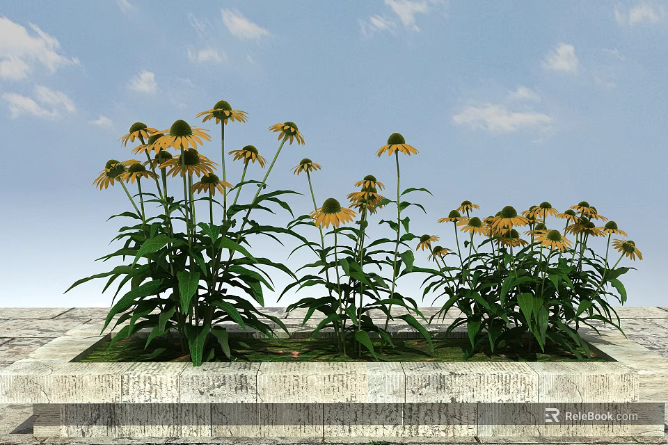 Yellow Coneflowers With Green Leaves Growing In Stone Planter Under Blue Sky White Clouds 3d model 