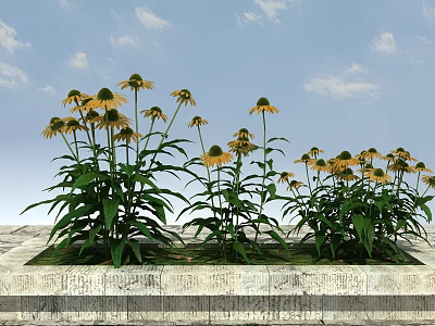 Yellow Coneflowers With Green Leaves Growing In Stone Planter Under Blue Sky White Clouds 3d model