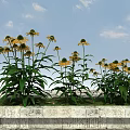 Yellow Coneflowers With Green Leaves Growing In Stone Planter Under Blue Sky White Clouds