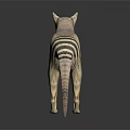 3D Rendered Thylacine Model With Striped Tail Standing On Gray Background With Reflection