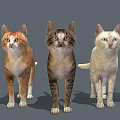 Five Different Colored Cats Standing With Shadows On Gray Background