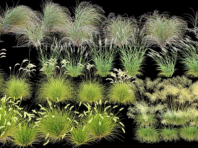 Diverse Ornamental Grasses With Various Heights Colors And Textures On Black Background 3d model