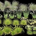Diverse Ornamental Grasses With Various Heights Colors And Textures On Black Background
