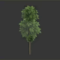 Green Tree with Lush Green Leaves and Brown Trunk on Neutral Gray Background