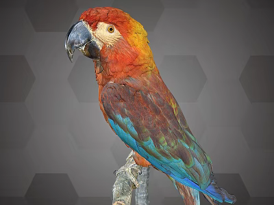 Vibrant Colorful Parrot Perched On Branch Against Hexagonal Gray Pattern Background 3d model