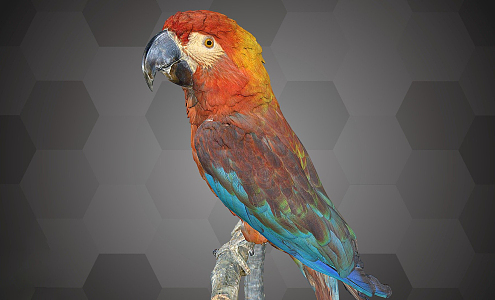 Modern Parrot Cuban Parrot Specimen 3d model