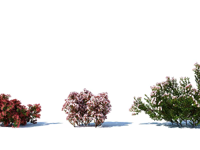 Colorful Flowering Shrubs With Red Pink and White Blooms For Garden Landscaping 3d model