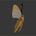 Light Pink Butterfly with Spread Wings on Dark Background and Reflection