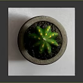 Green Cactus With Yellow Spots In Concrete Pot On White Paper Dark Background