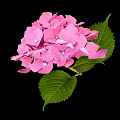 Stunning Pink Hydrangea Blooms With Lush Green Leaves Against Black Background