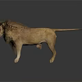 Male Lion with Majestic Mane Standing on Dark Background with Reflective Surface