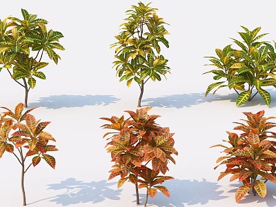 Colorful Garden Shrubs With Variegated Leaves In Green Yellow And Red 3d model