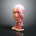 Detailed Human Head Anatomy Model Displaying Muscle And Vascular Structures for Study 3d model