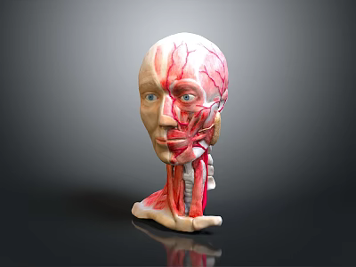 Detailed Human Head Anatomy Model Displaying Muscle And Vascular Structures for Study 3d model