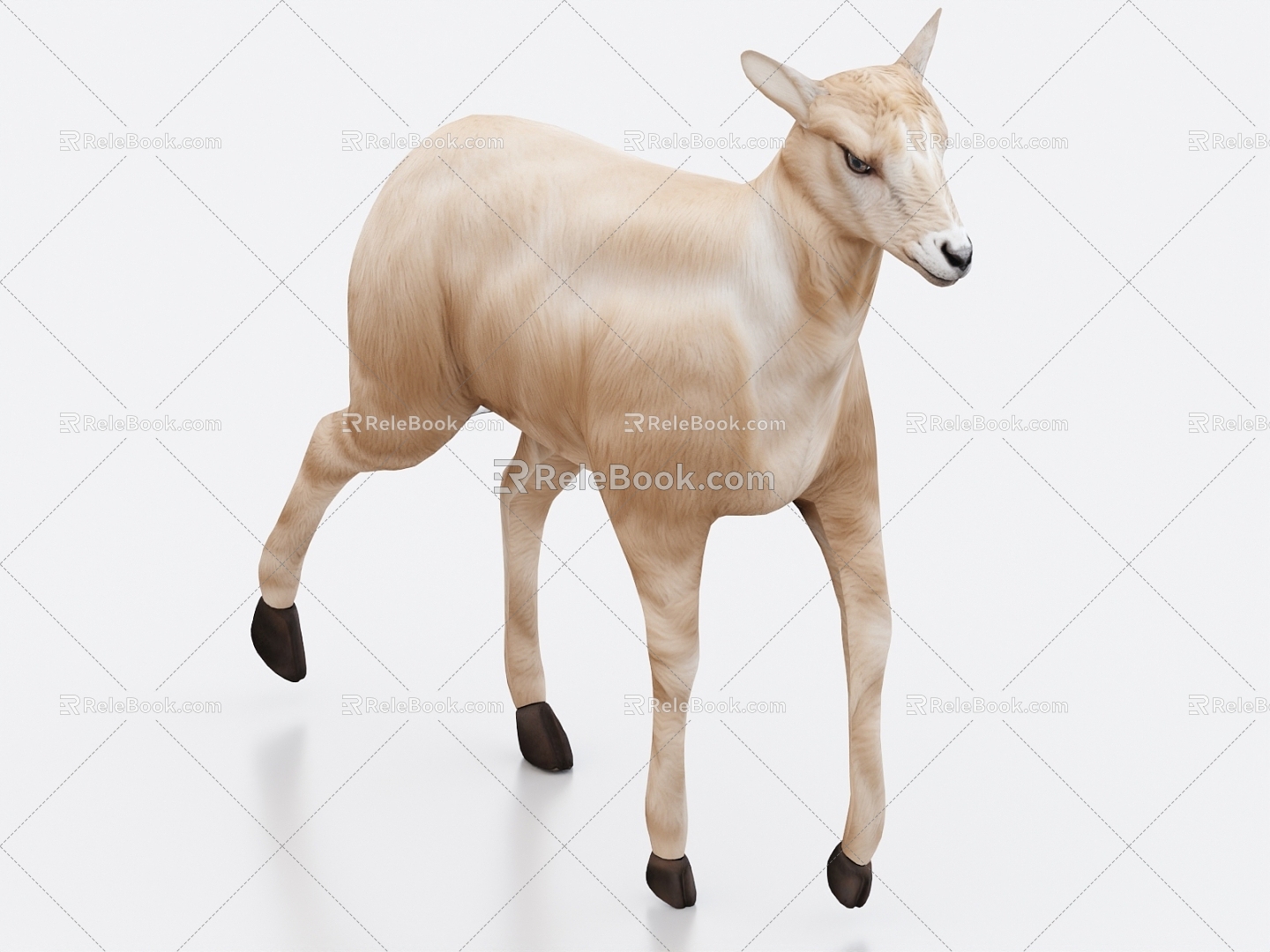 Little lamb, lamb, lamb, goat cub 3d model