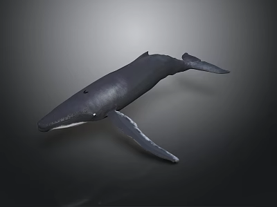 Realistic 3D Whale Model Displayed with Detailed Features on Dark Background 3d model