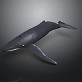 Realistic 3D Whale Model Displayed with Detailed Features on Dark Background