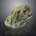 Detailed Animal Skull Structure With Light Yellow Color And Canine Teeth On Dark Background